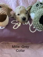 Millie- Grey Female Goldendoodle , a female Goldendoodle for sale in Hilton, NY – 2 of 3