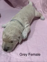 Grey Female Goldendoodle , a female Goldendoodle for sale in Hilton, NY – 1 of 1