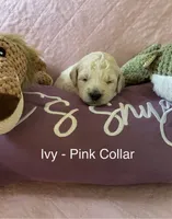Ivy- Hot Pink Female Goldendoodle , a female Goldendoodle for sale in Hilton, NY – 1 of 3
