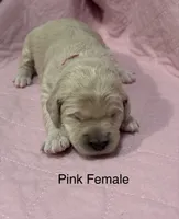 Pink Female Goldendoodle, a female Goldendoodle for sale in Hilton, NY – 1 of 1