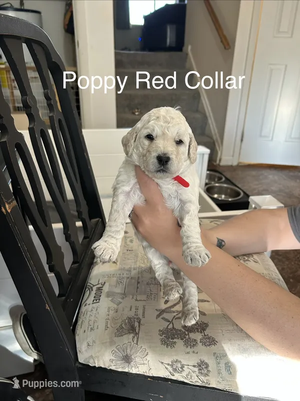 Poppy- Red Female Goldendoodle  – Goldendoodle puppy for sale in Hilton, NY