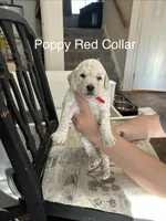 💝 English Cream Poppy- Red Female Goldendoodle , a female Goldendoodle for sale in Hilton, NY – 4 of 8