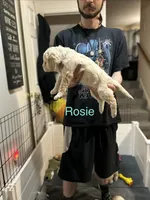 💝 English Cream Rosie Blue Female Goldendoodle, a female Goldendoodle for sale in Hilton, NY – 3 of 8