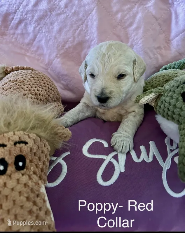 Poppy- Red Female Goldendoodle  – Goldendoodle puppy for sale in Hilton, NY