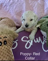 Poppy- Red Female Goldendoodle , a female Goldendoodle for sale in Hilton, NY – 1 of 3