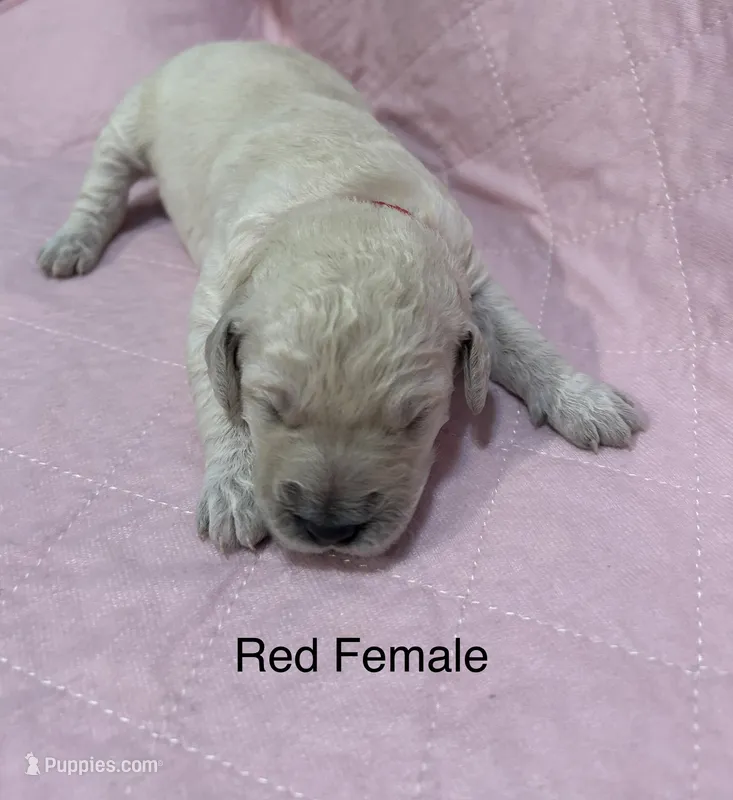 Red Female Goldendoodle  – Goldendoodle puppy for sale in Hilton, NY