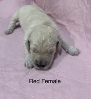 Red Female Goldendoodle , a female Goldendoodle for sale in Hilton, NY – 1 of 1