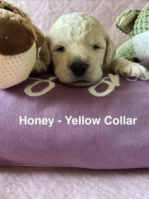 Honey- Yellow Female Goldendoodle  – Goldendoodle puppy for sale in Hilton, NY
