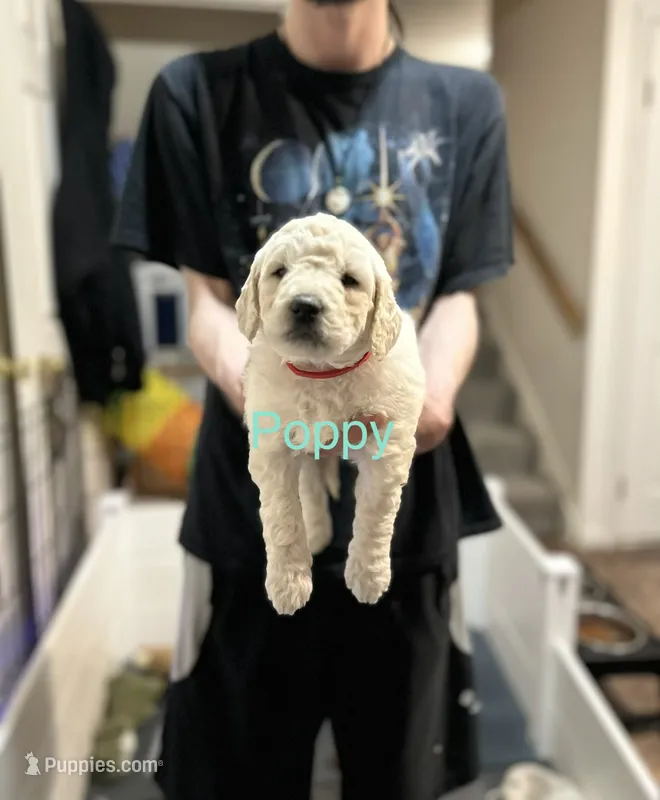 Poppy- Red Female Goldendoodle  – Goldendoodle puppy for sale in Hilton, NY