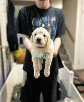 💝 English Cream Poppy- Red Female Goldendoodle , a female Goldendoodle for sale in Hilton, NY – 2 of 8