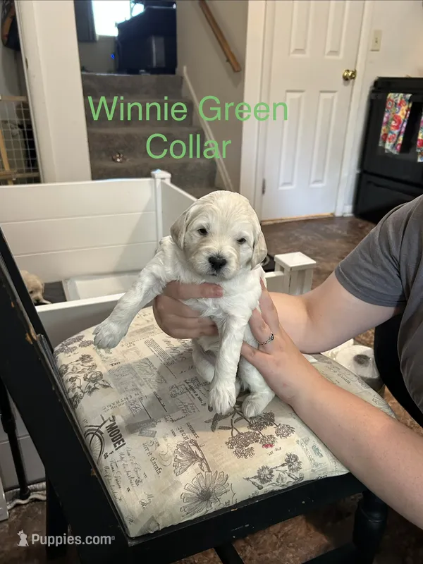 Winnie Green Female Goldendoodle  – Goldendoodle puppy for sale in Hilton, NY
