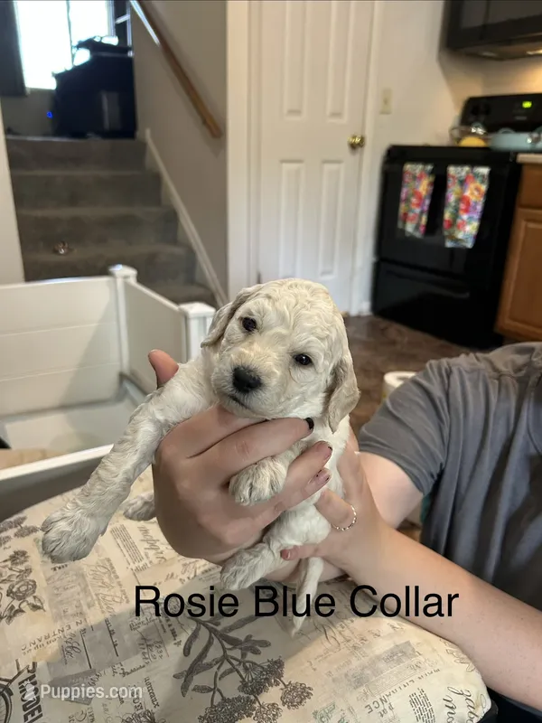 Rosie Blue Female Goldendoodle – Goldendoodle puppy for sale in Hilton, NY