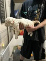 Ivy- Orange Female Goldendoodle , a female Goldendoodle for sale in Hilton, NY – 2 of 8