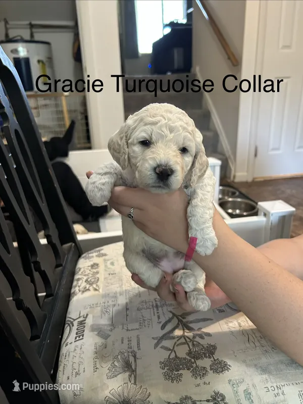 Gracie- Turquoise Female Goldendoodle  – Goldendoodle puppy for sale in Hilton, NY