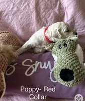 Poppy- Red Female Goldendoodle , a female Goldendoodle for sale in Hilton, NY – 2 of 3