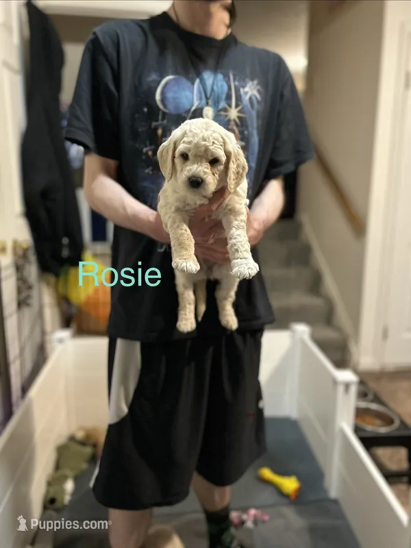 Rosie Blue Female Goldendoodle – Goldendoodle puppy for sale in Hilton, NY