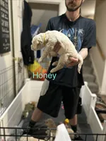 💝 English Cream Honey- Yellow Female Goldendoodle , a female Goldendoodle for sale in Hilton, NY – 3 of 8
