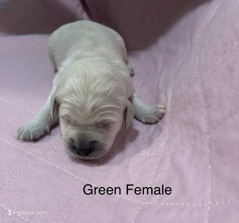 Green Female Goldendoodle  – Goldendoodle puppy for sale in Hilton, NY