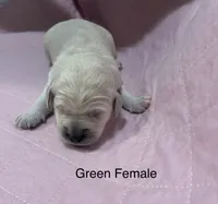 Green Female Goldendoodle , a female Goldendoodle for sale in Hilton, NY – 1 of 1