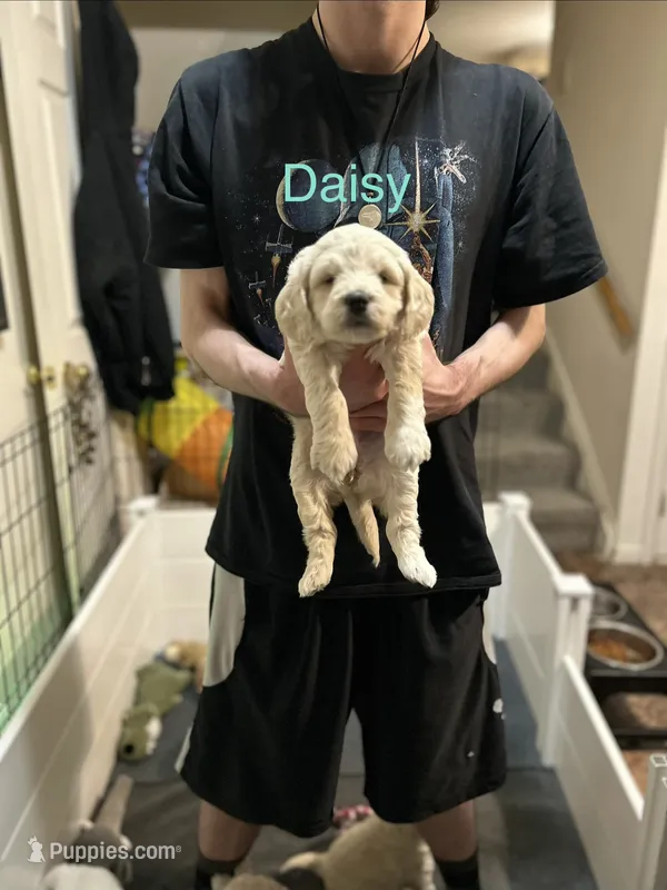 Daisy - Light Pink Female Goldendoodle – Goldendoodle puppy for sale in Hilton, NY