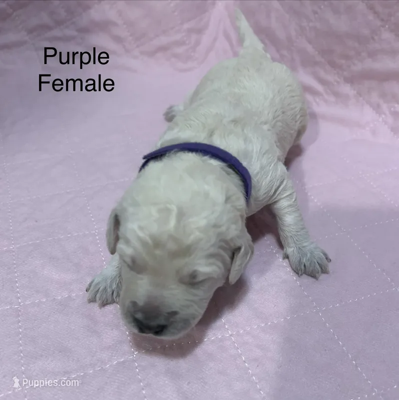 Purple Female Goldendoodle  – Goldendoodle puppy for sale in Hilton, NY