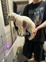 💝 English Cream Poppy- Red Female Goldendoodle , a female Goldendoodle for sale in Hilton, NY – 3 of 8