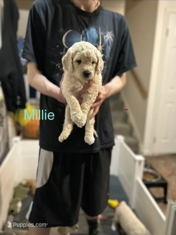 Millie- Grey Female Goldendoodle  – Goldendoodle puppy for sale in Hilton, NY