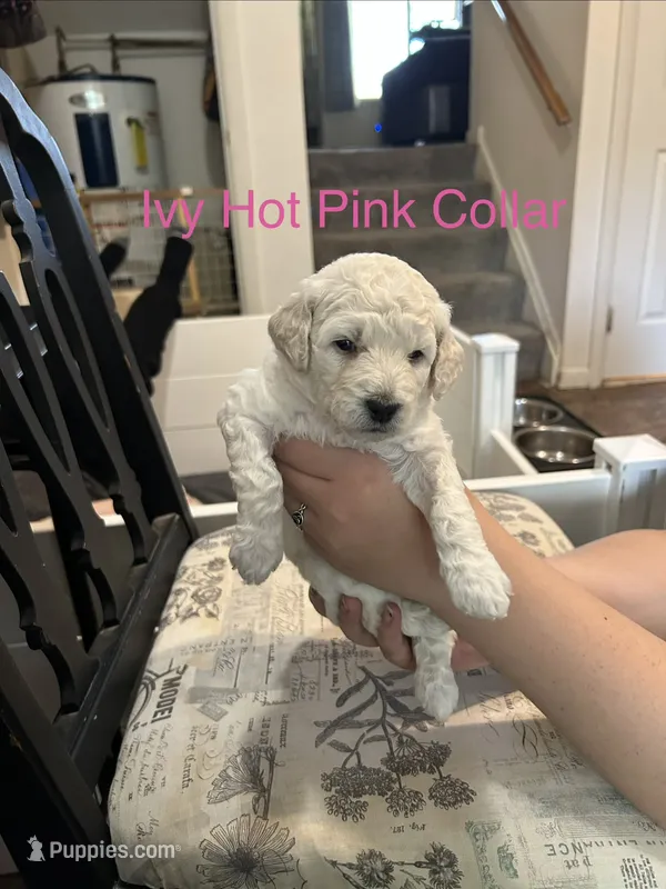 Ivy- Hot Pink Female Goldendoodle  – Goldendoodle puppy for sale in Hilton, NY