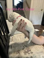 Ivy- Orange Female Goldendoodle , a female Goldendoodle for sale in Hilton, NY – 4 of 8