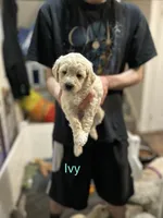 Ivy- Orange Female Goldendoodle , a female Goldendoodle for sale in Hilton, NY – 1 of 8
