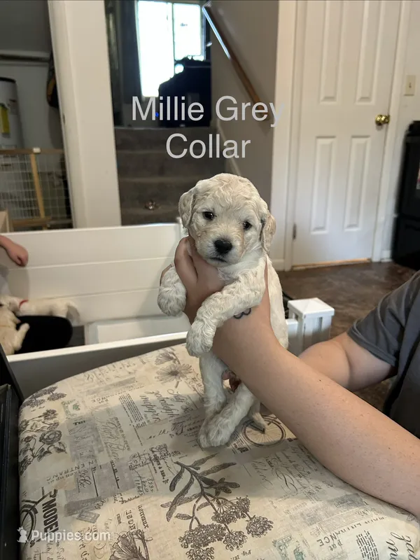 Millie- Grey Female Goldendoodle  – Goldendoodle puppy for sale in Hilton, NY