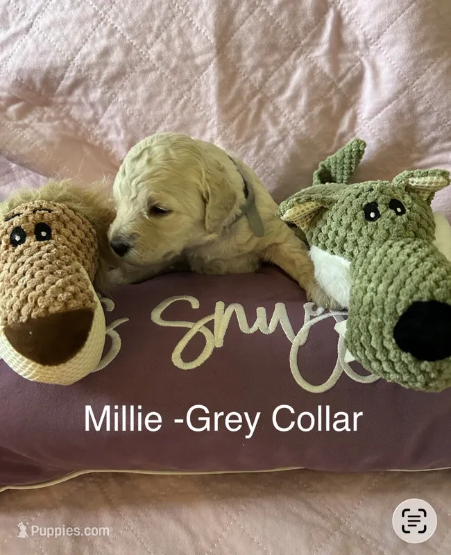 Millie- Grey Female Goldendoodle  – Goldendoodle puppy for sale in Hilton, NY