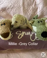 Millie- Grey Female Goldendoodle , a female Goldendoodle for sale in Hilton, NY – 1 of 3