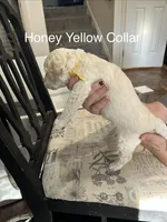 💝 English Cream Honey- Yellow Female Goldendoodle , a female Goldendoodle for sale in Hilton, NY – 5 of 8