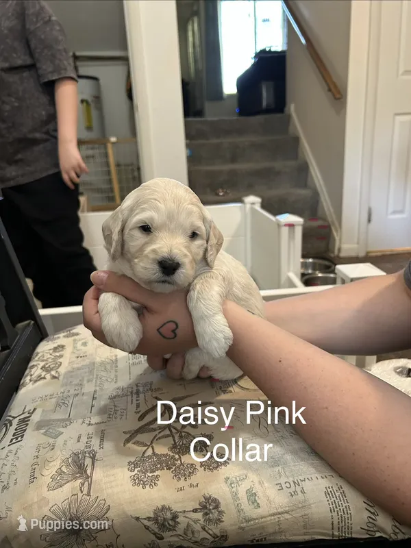 Daisy - Light Pink Female Goldendoodle – Goldendoodle puppy for sale in Hilton, NY