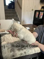 💝 English Cream Rosie Blue Female Goldendoodle, a female Goldendoodle for sale in Hilton, NY – 5 of 8