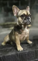 Charlotte, a female French Bulldog for sale in Holly Hill, SC – 3 of 8