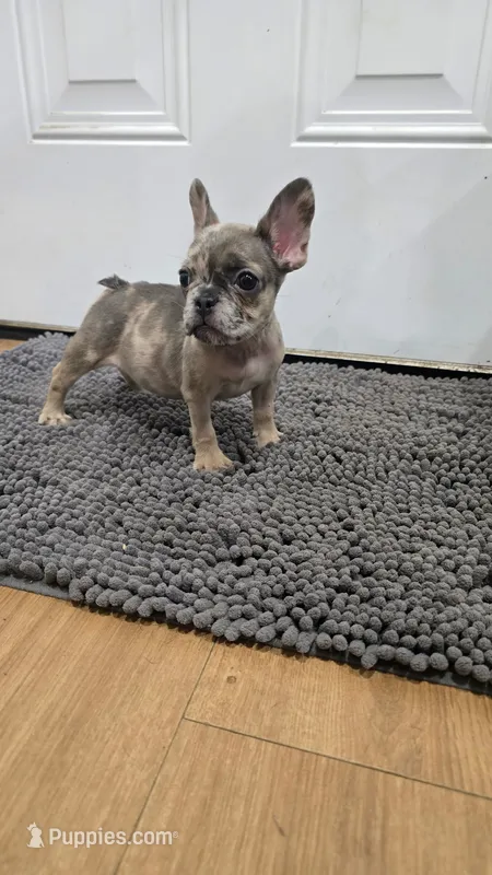 Delilah  – French Bulldog puppy for sale in Holly Hill, SC