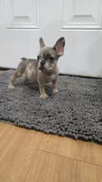 Delilah , a female French Bulldog for sale in Holly Hill, SC – 1 of 5