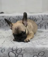 Grizzly, a male French Bulldog for sale in Holly Hill, SC – 8 of 9