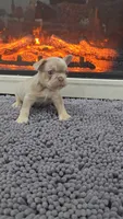 Rip, a male French Bulldog for sale in Holly Hill, SC – 4 of 4