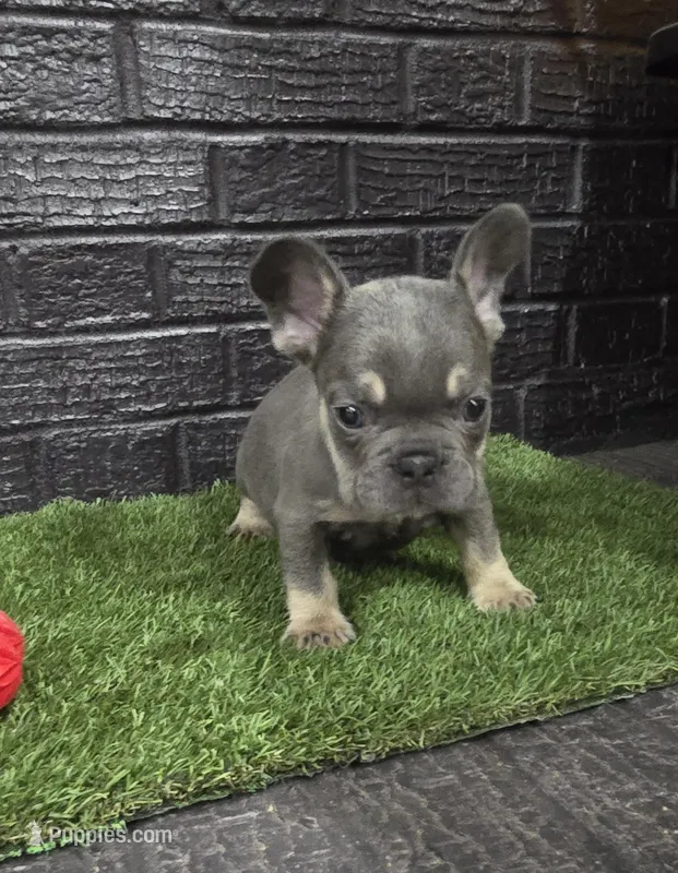 Thor – French Bulldog puppy for sale in Holly Hill, SC