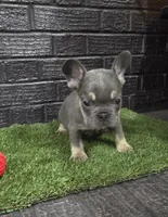 Thor, a male French Bulldog for sale in Holly Hill, SC – Photo 1 of 6