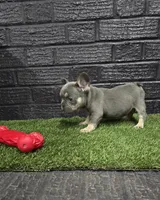 Thor, a male French Bulldog for sale in Holly Hill, SC – Photo 5 of 6