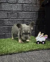 Thor, a male French Bulldog for sale in Holly Hill, SC – Photo 3 of 6