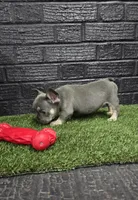 Thor, a male French Bulldog for sale in Holly Hill, SC – Photo 6 of 6