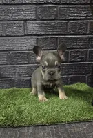 Thor, a male French Bulldog for sale in Holly Hill, SC – Photo 2 of 6