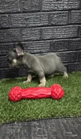 Thor, a male French Bulldog for sale in Holly Hill, SC – Photo 4 of 6
