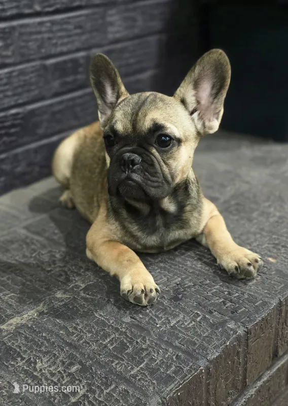 Bear  – French Bulldog puppy for sale in Holly Hill, SC