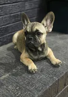 Bear , a male French Bulldog for sale in Holly Hill, SC – 1 of 6
